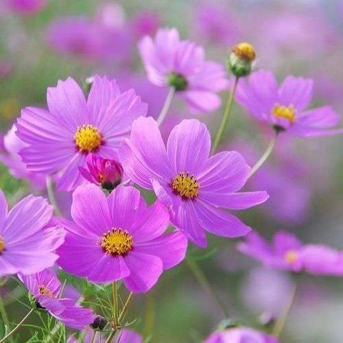 Hạt Giống Hoa Cúc Sao Nháy Hồng -