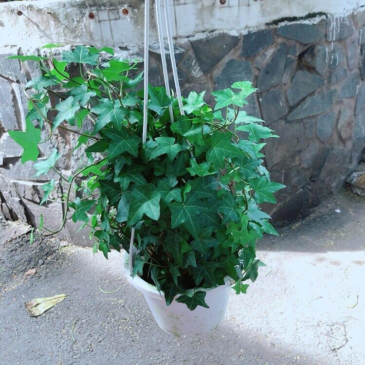 Chậu Cây Thường Xuân