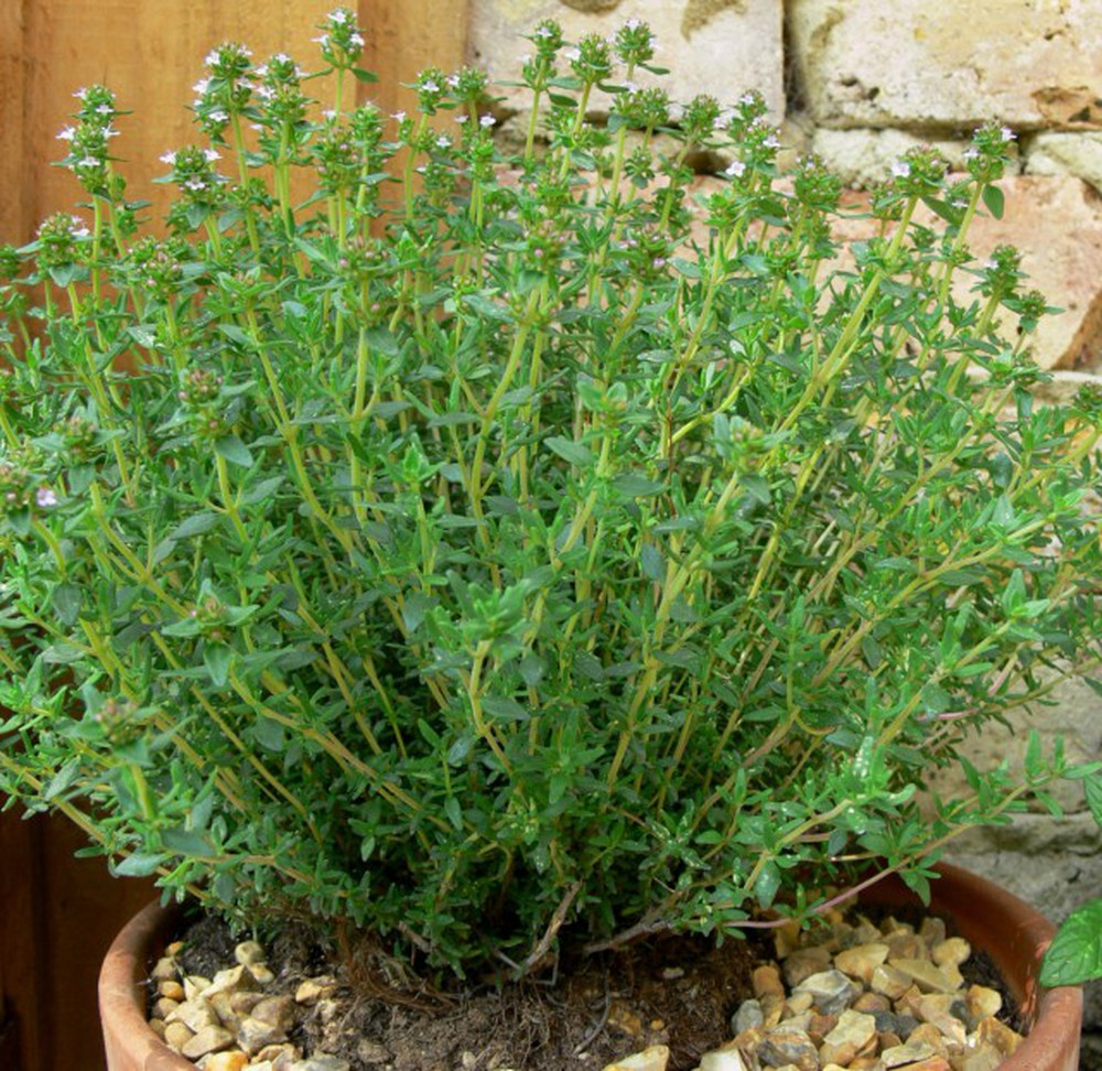 Hạt Giống Cỏ Xạ Hương Thyme