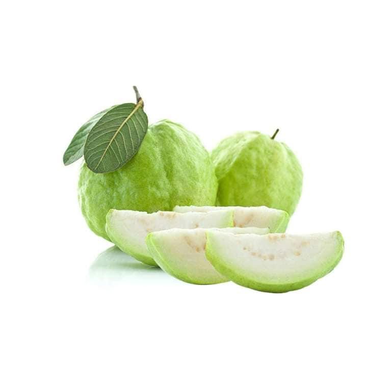 CÂY giống Ổi Nữ Hoàng