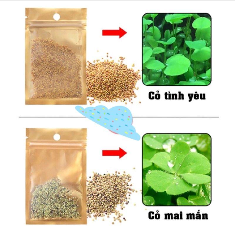 Hạt giống cây thủy sinh- Trân châu, ngưu mao chiên, cỏ tình yêu, cỏ may mắn - Mr Fish