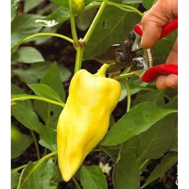 Hạt giống ớt đùi gà Thái Lan-gói 70 hạt/tặng kèm gói phân bón lót