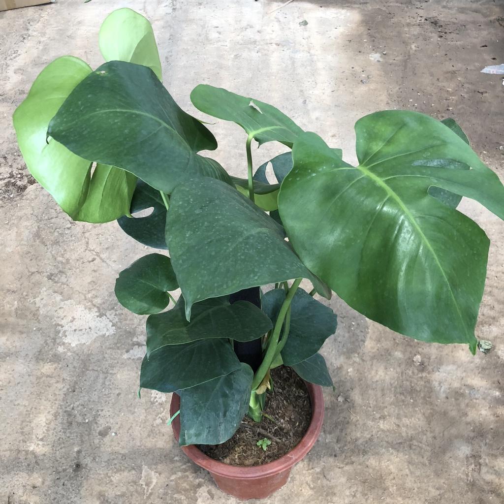 Cây trầu bà Monstera size to, Chiều cao 50cm lá rách bắt mắt gốc to chắc khỏe dễ chăm sóc thích hợp trang trí nội thất