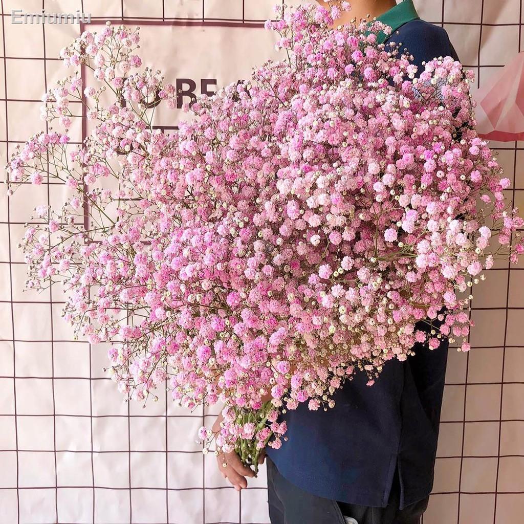 ✸Gypsophila bó hoa khô siêu lớn trang trí nội thất nhà cửa