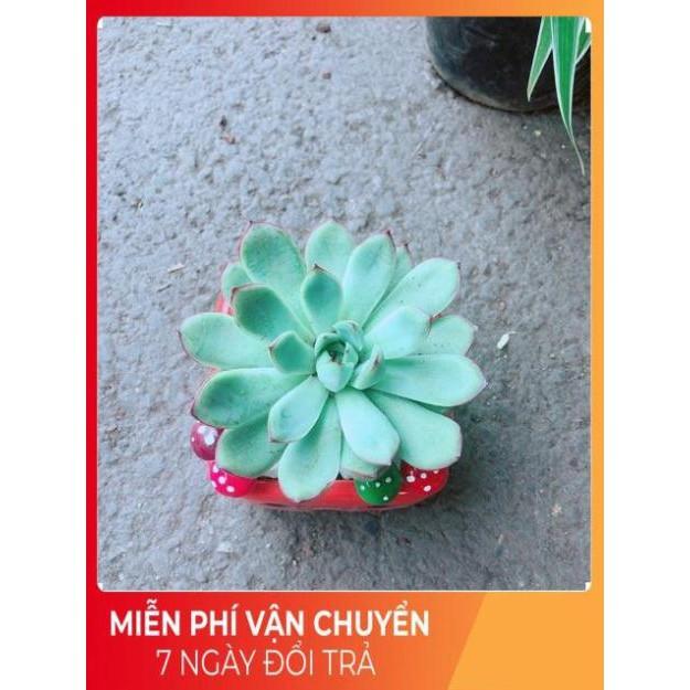 Chậu Sen Đá Viền Hồng
