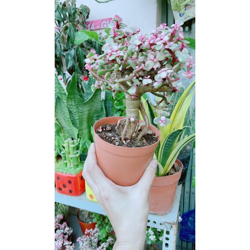 Cành Vàng Lá Ngọc Cổ Thụ