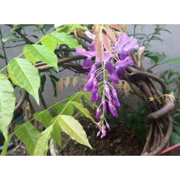 Sản phẩm HOA TỬ ĐẰNG