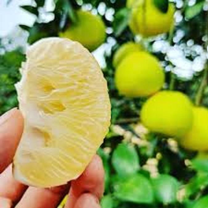 Cây BƯỞI PHÚC TRẠCH