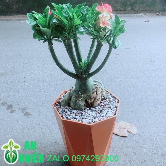 Chậu Cây Sứ Thái