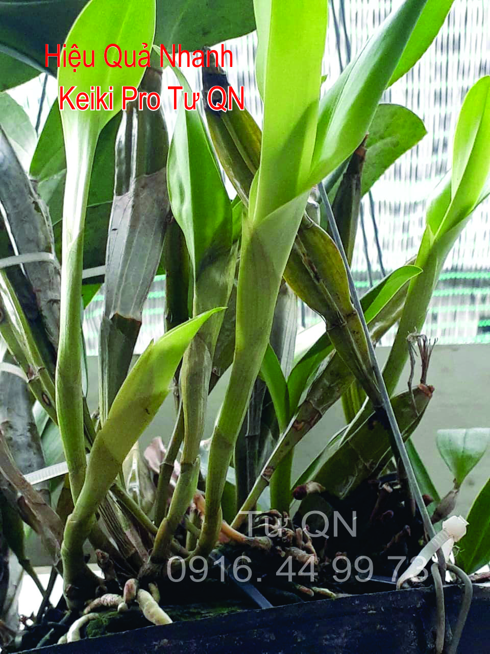 KeikiPro Chuyên Mầm Gốc - Tư QN - Đạt Hiệu Quả Cao