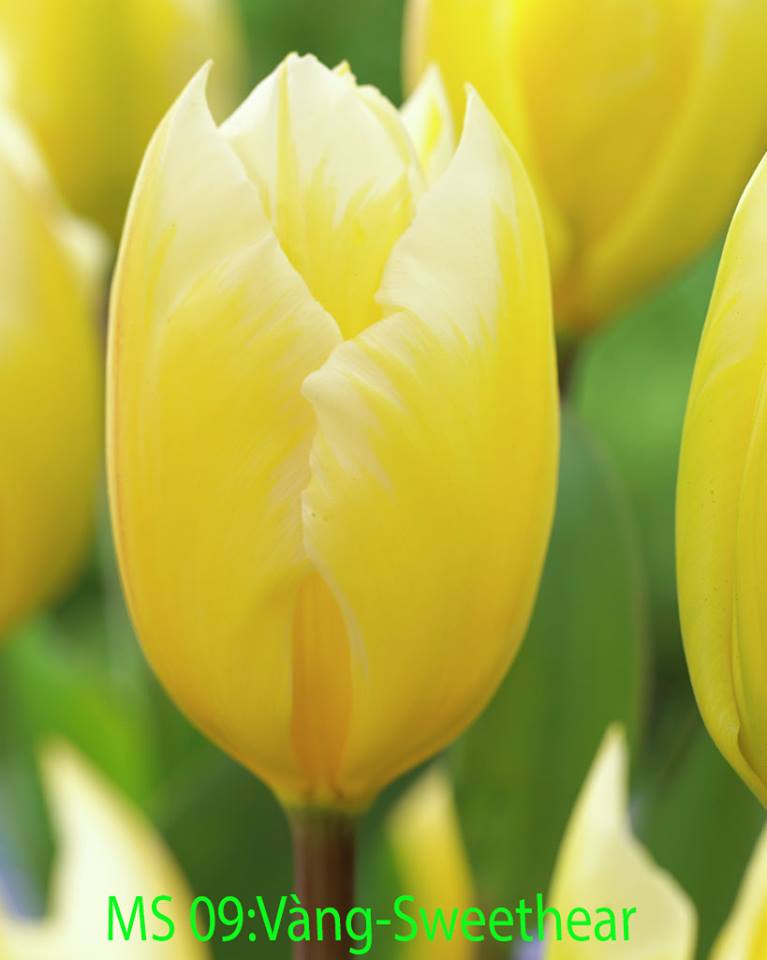 Bộ 5 củ giống hoa tulip hoa màu vàng