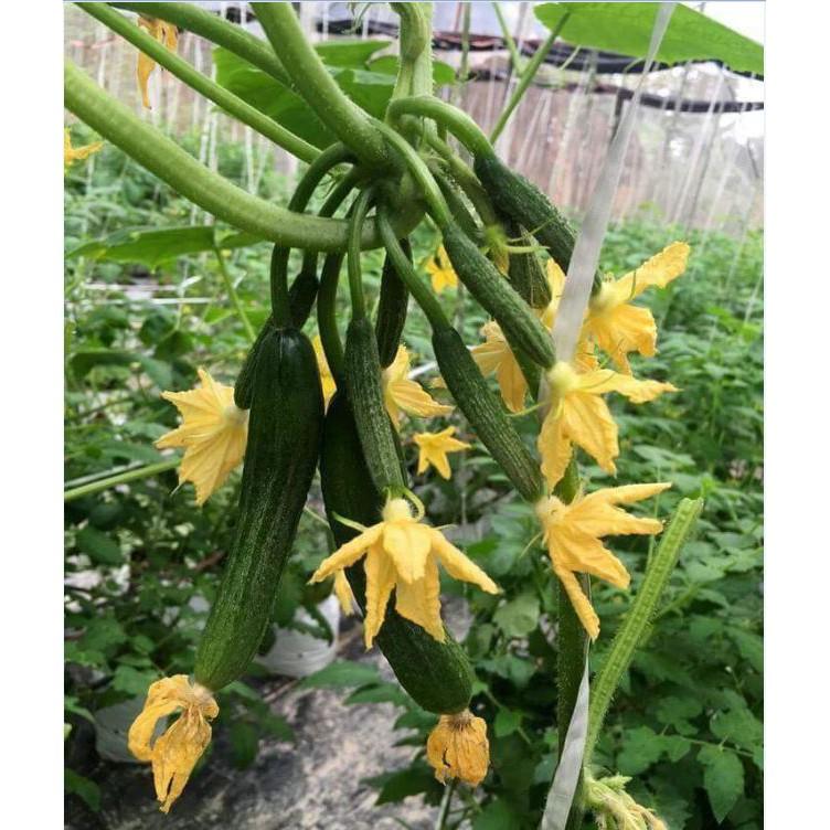 Hạt Giống Dưa Leo Baby SIÊU QUẢ - BABY1