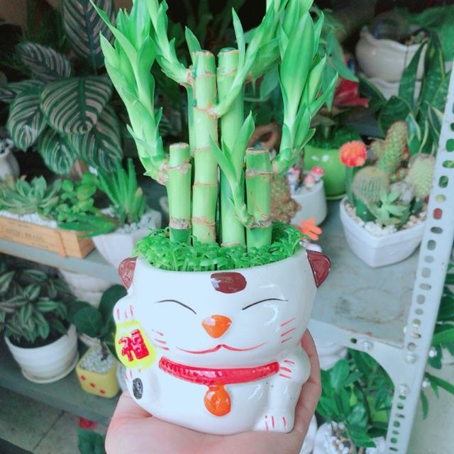 Chậu Mèo May Mắn Trúc Phát Tài