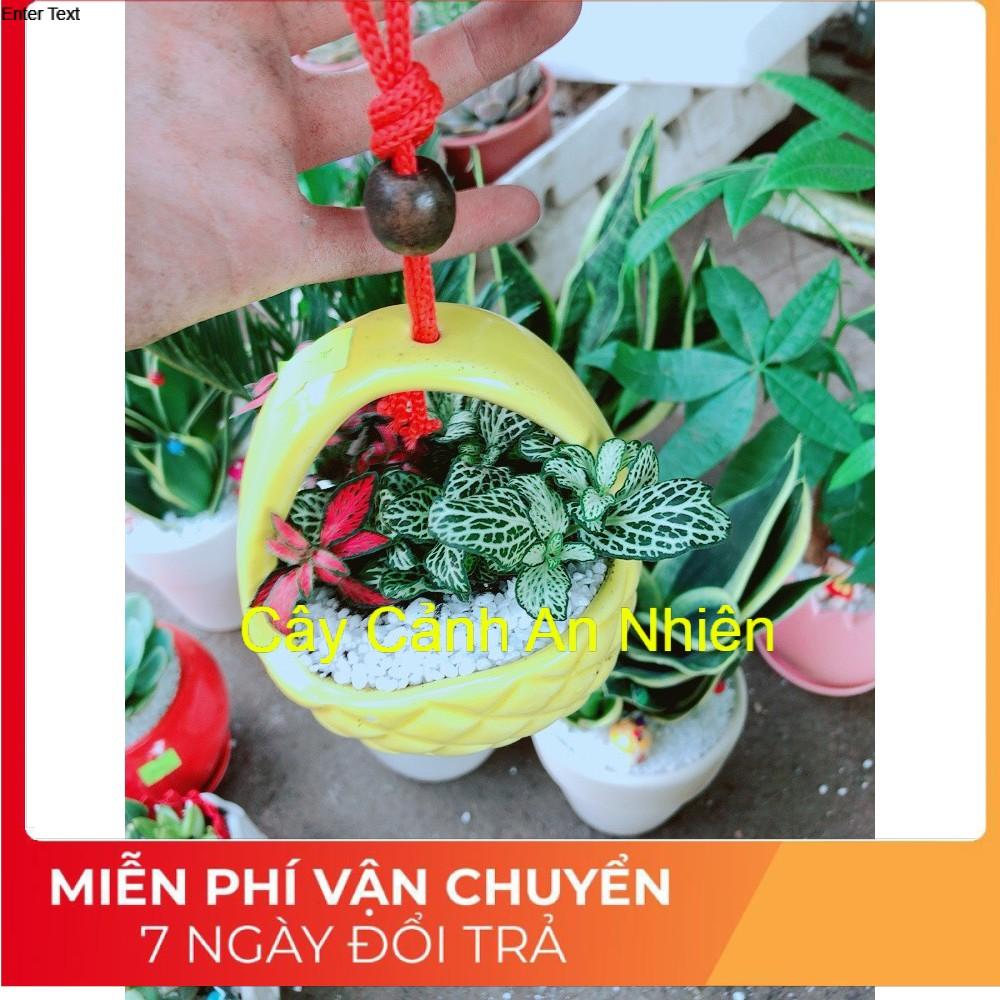 Chậu cây cẩm nhung