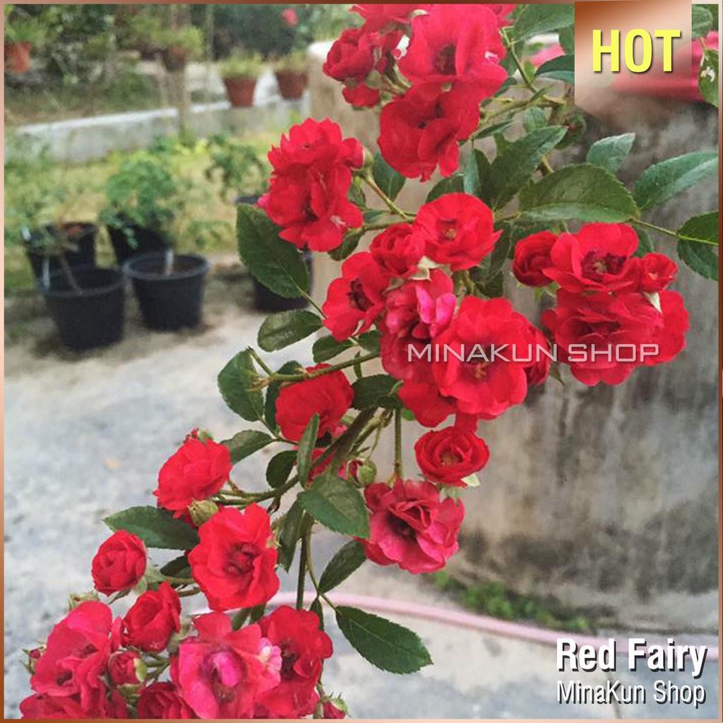 Hoa hồng ngoại Red Fairy-bầu to cây lớn trưởng thành