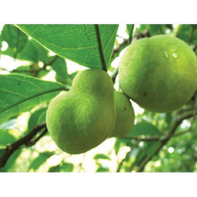 CÂY CHAY GIỐNG SIÊU QUẢ SIÊU NĂNG SUẤT- CAM KÊT GIỐNG CHUẨN F1