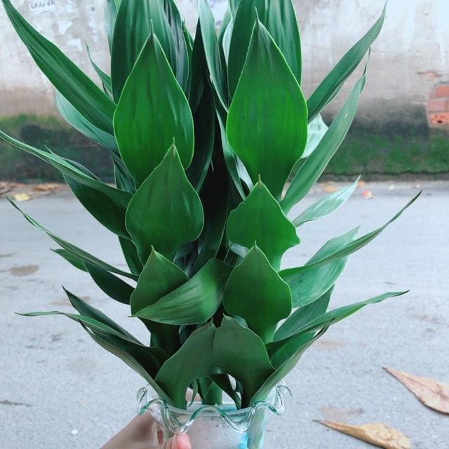 Châu Phát Tài Búp Sen Thuỷ Sinh