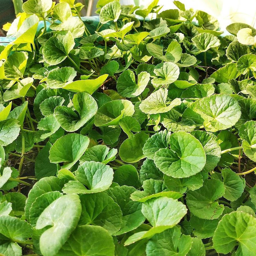 Hạt giống rau má gói 1gr