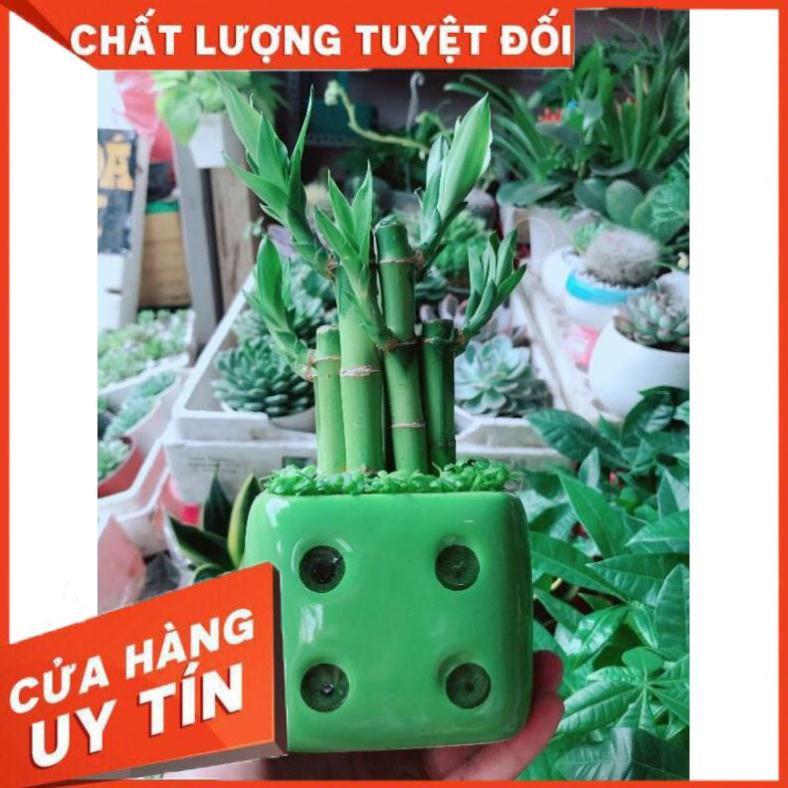 Chậu cây trúc phát tài Nhiều Người Mua
