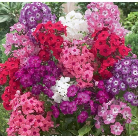 100hạt giống hoa thanh trúc nhiều màu