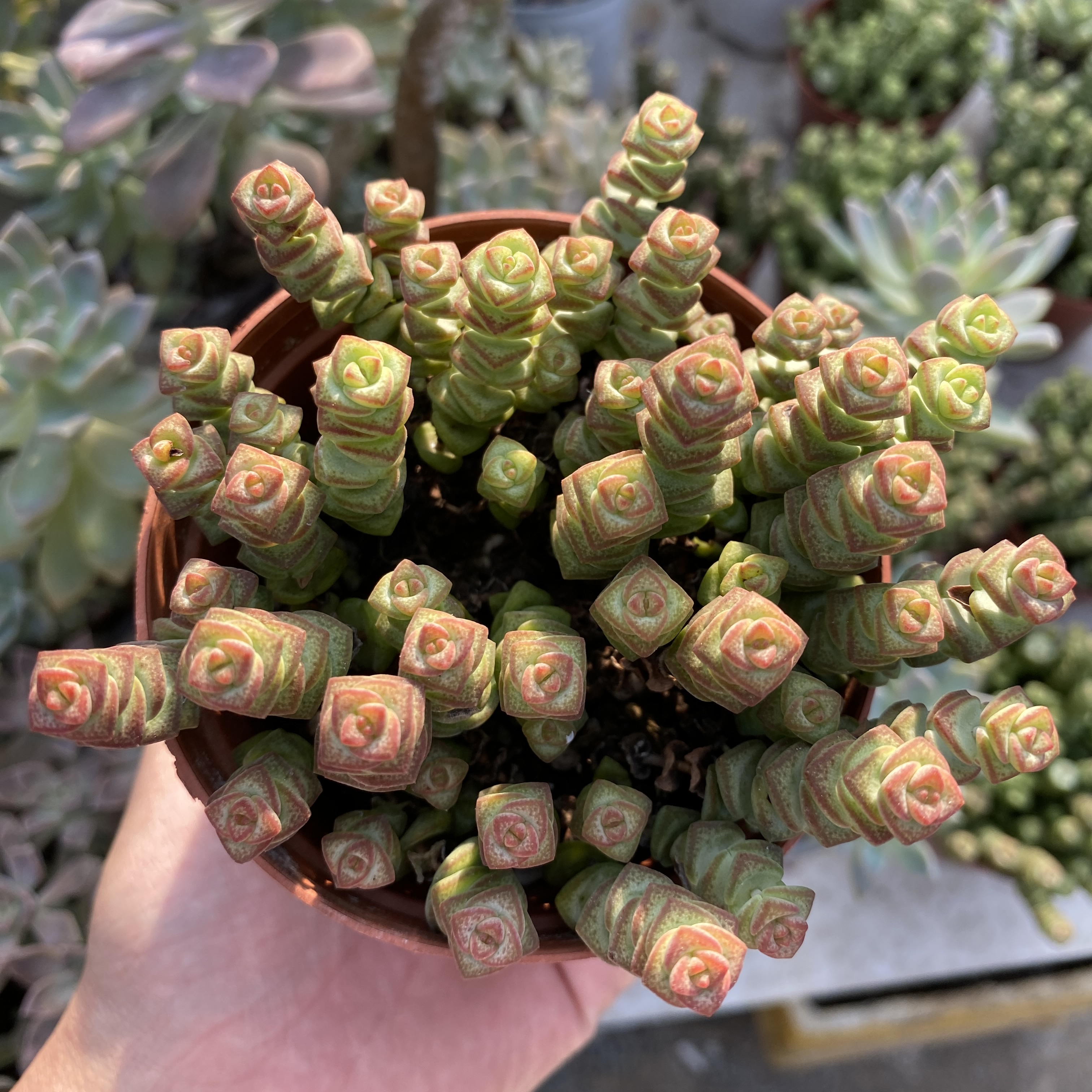 Chậu Sen đá Sao Xếp kèm chậu-20cm