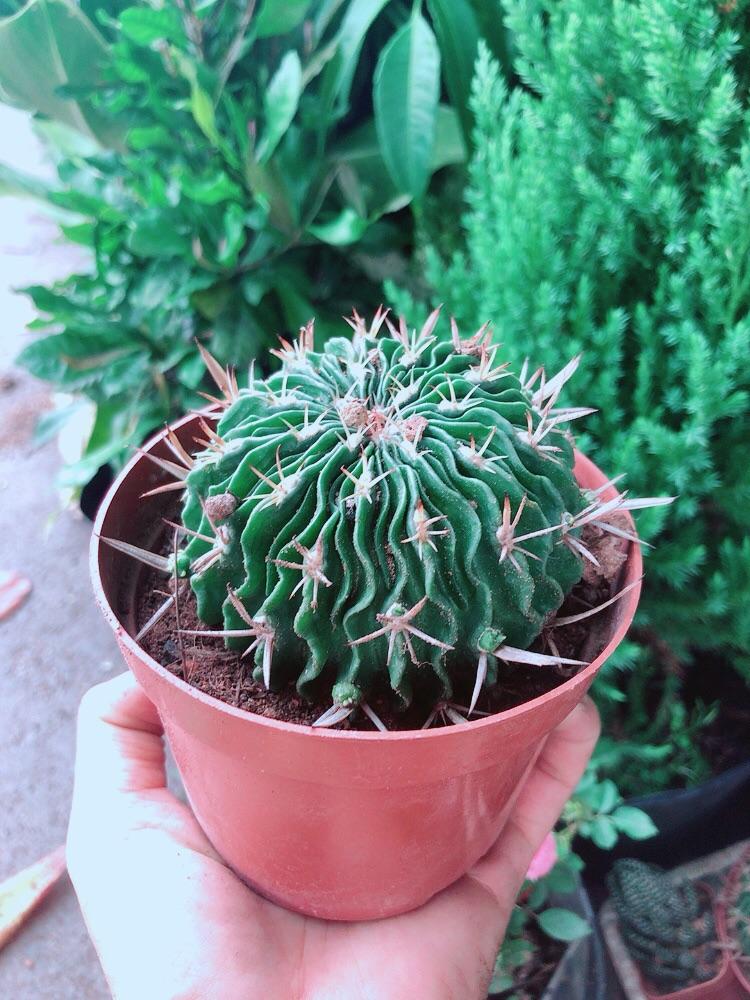 Xương Rồng Trúc Ngọc