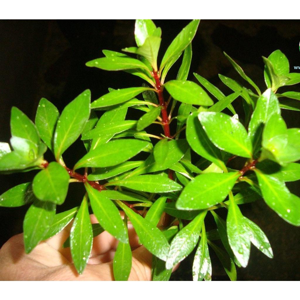 Cây thủy sinh Hồng Thái Dương 15 cây màu đỏ