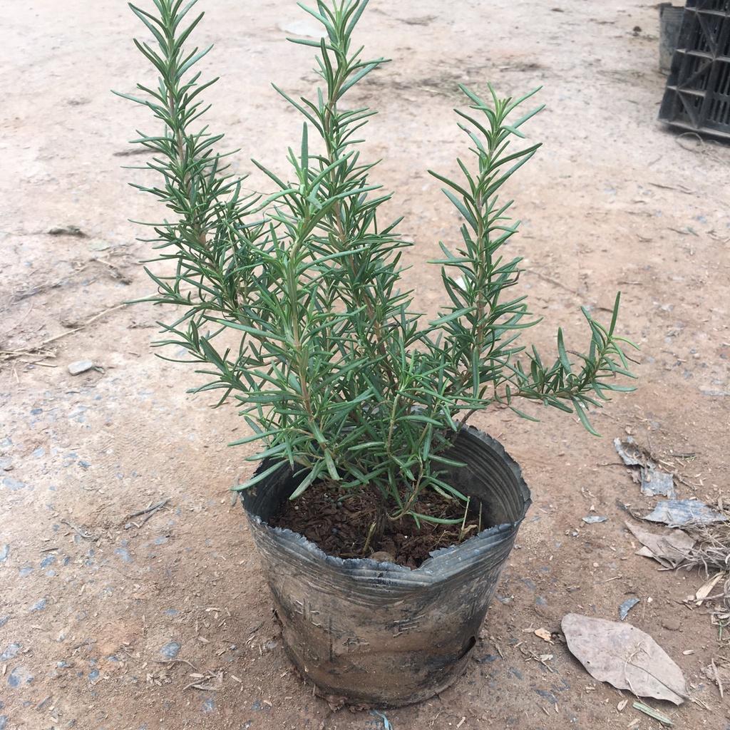 Cây Hương Thảo Rosemary Cao 30cm Toả Hương Dịu Nhẹ,Làm Gia Vị,Đuổi Muỗi