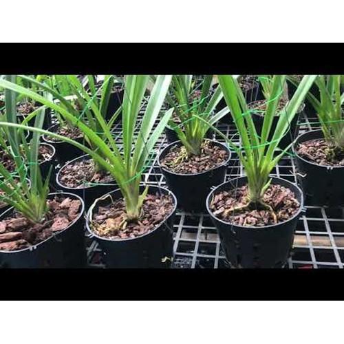 CHẬU LAN KIẾM VÀNG SEMI ALBA VAR PINK MẶT HOA ĐỘT BIẾN, BẢO HÀNH MẶT HOA THEO YÊU CẦU - CLKVKXLH