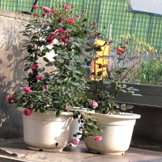 Chậu nhựa trồng cây, trồng hoa, chậu nhựa giả sứ, chất lượng cao