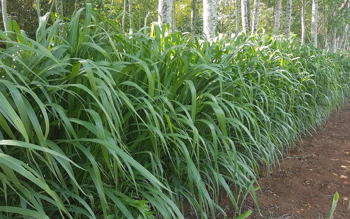 5 Loại Hạt Giống Cỏ Chăn Nuôi - Hạt Cỏ Voi, Alfalfa Linh Lăng, Paspalum,Mombasa Ghine, Yến Mạch