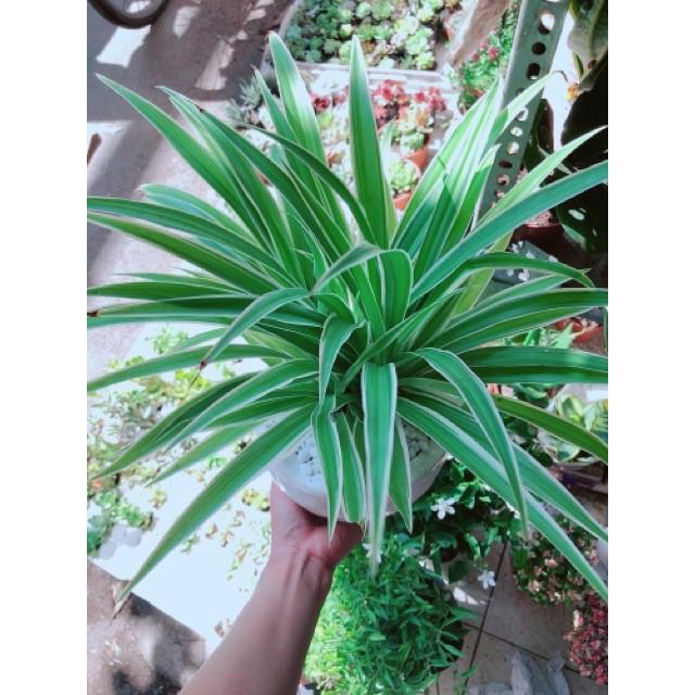 Chậu lan phát tài