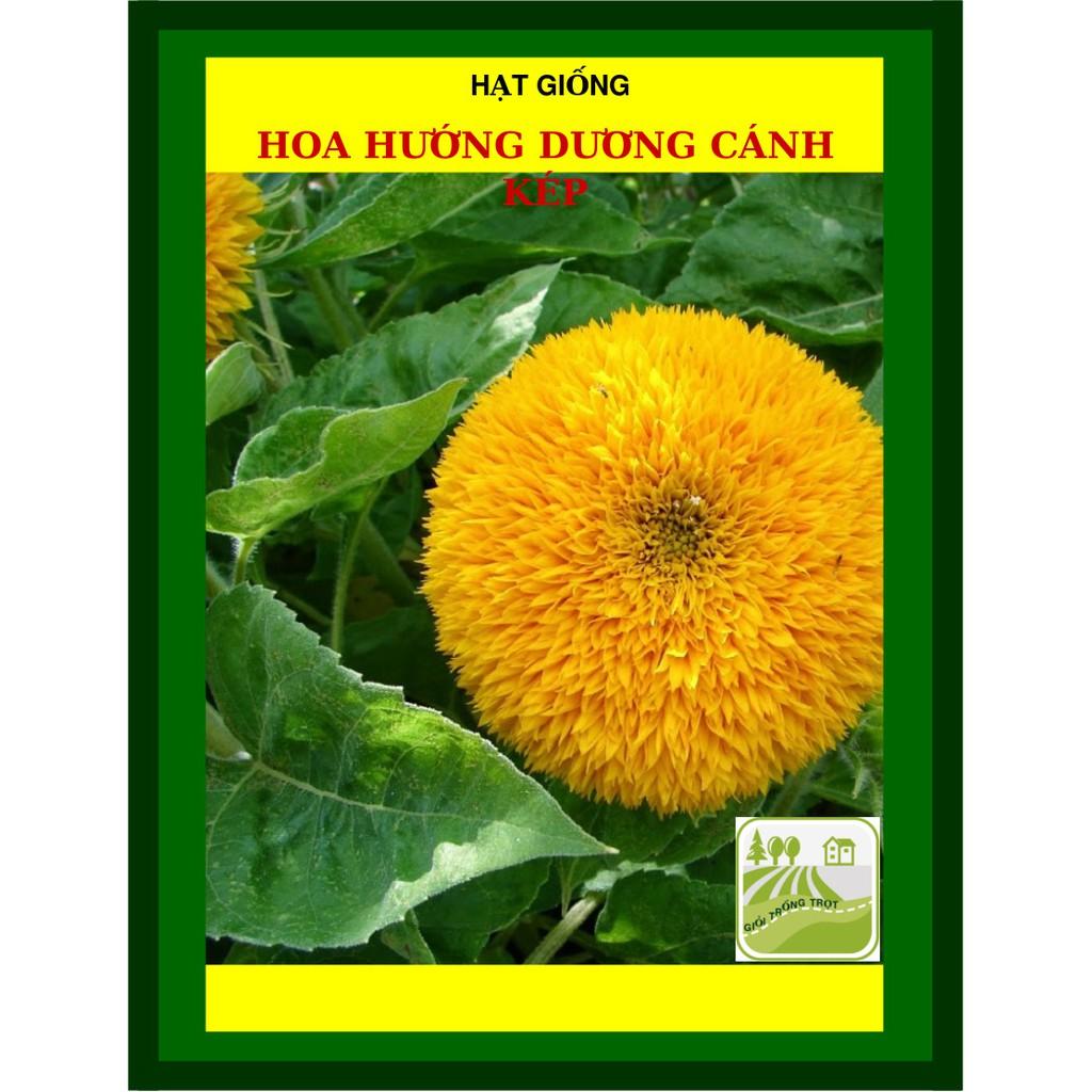1gram Hạt Giống Hoa Hướng Dương, Vàng Đẹp, Hoa Cánh Kép