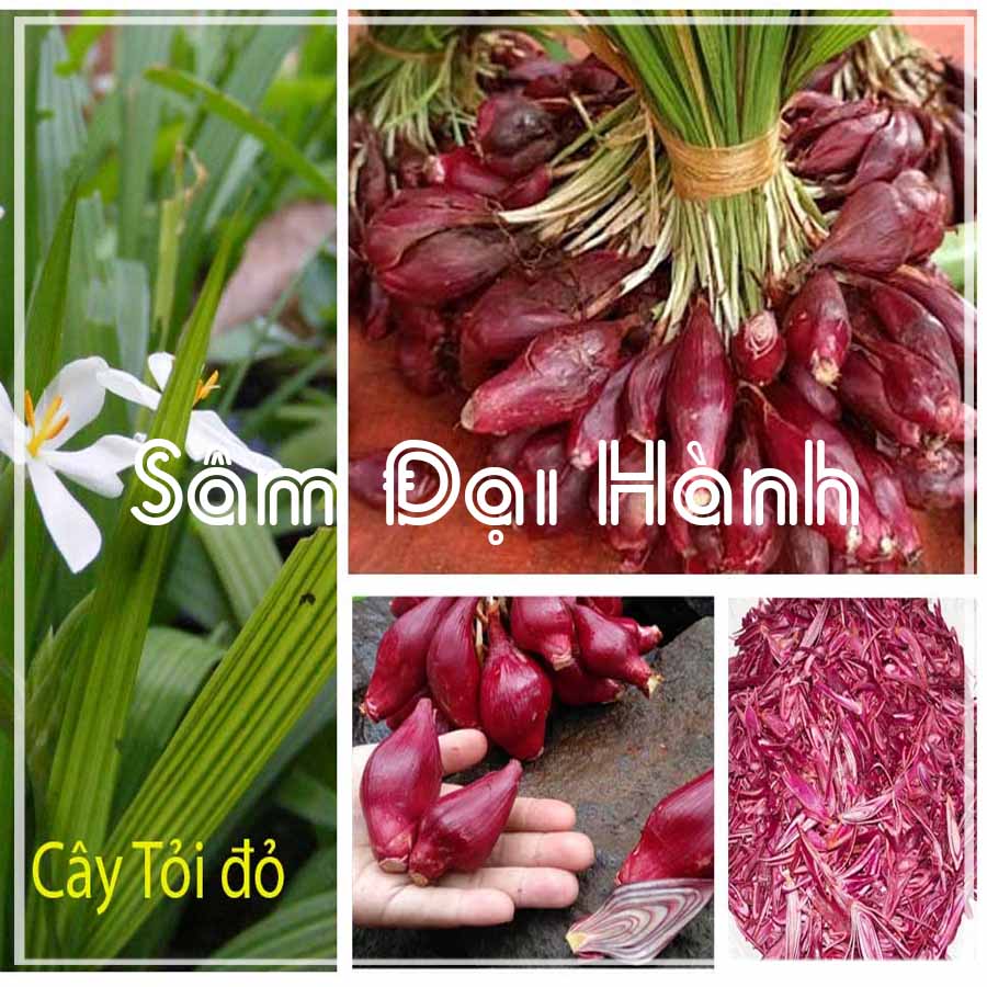 500g Sâm Đại Hành (tỏi đỏ) khô sạch