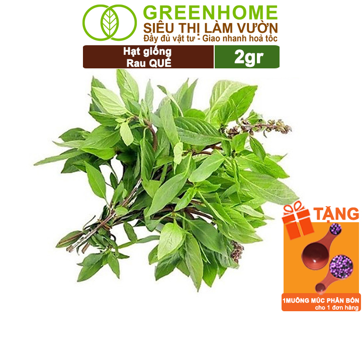 Hạt Giống Rau Quế Greenhome, Gói 2Gr, Húng Quế, Dễ Trồng Quanh Năm, Nảy Mầm Cao, Thu Hoạch Nhanh, Năng Suất Cao G07