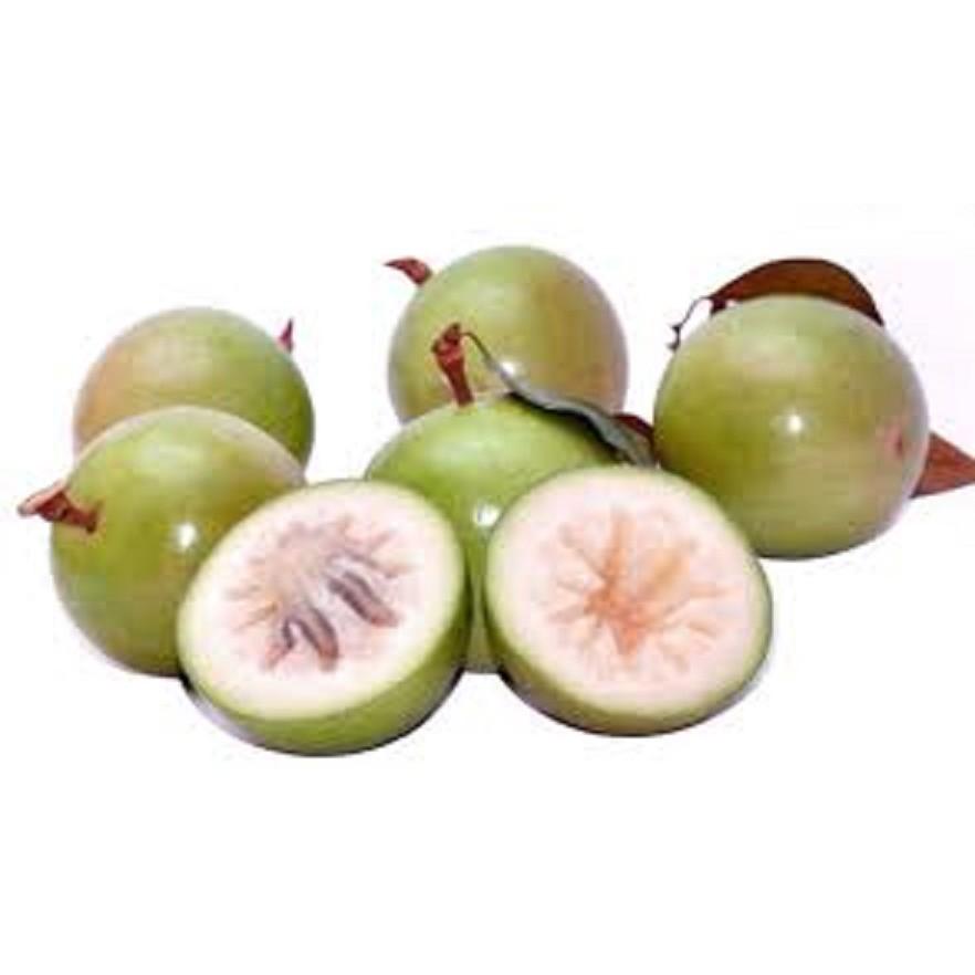 CÂY GIỐNG Vú sữa Lò Rèn