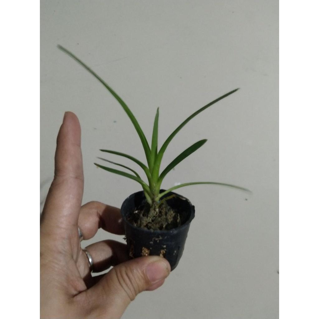 Hoa lan kiếm, Lan kiếm Hoàng Long cây đẹp sản phẩm mới