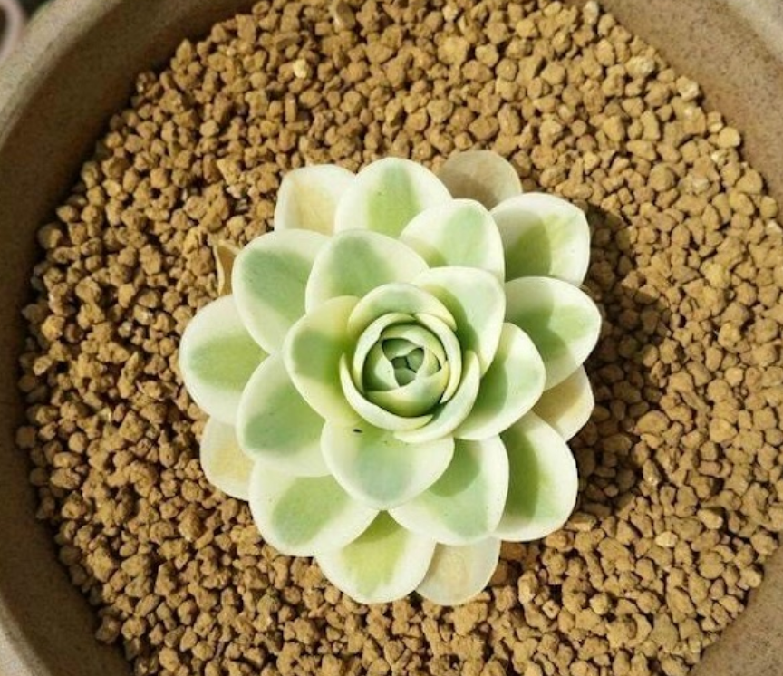 Đất nung Ibaraki Akadama Nhật Bản size S , giá thể sen đá, xương rồng, bonsai, túi 1kg