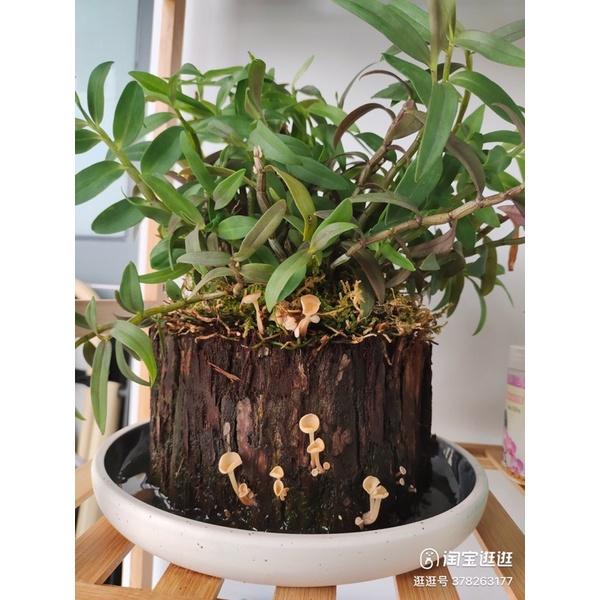 Bát cắm hoa bằng sứ ko kèm chông