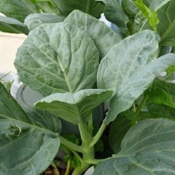 Combo 3 gói Hạt giống rau cải rổ,cải làn-gói 20 gram/tặng kèm gói phân bón lót