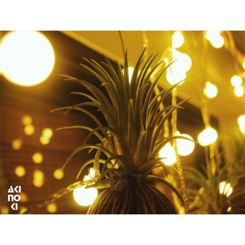 Đèn Trang Trí Dây Đèn Led Trang Trí Trái Cherry Ball Bóng Đục Nhỏ