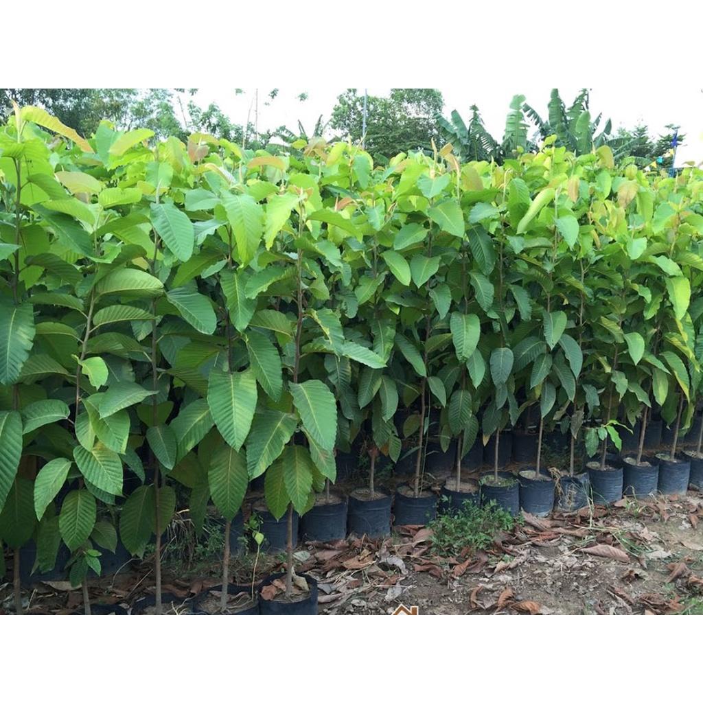 CÂY GIỐNG DẦU RÁI BẦU TO CAO 1M