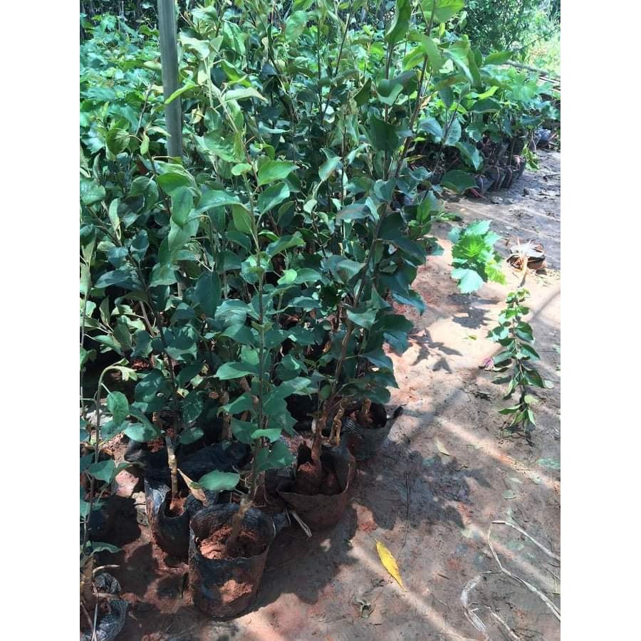 Giống Táo Đỏ Lùn F1