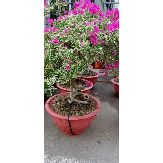 Hoa Giấy Cẩm Thạch