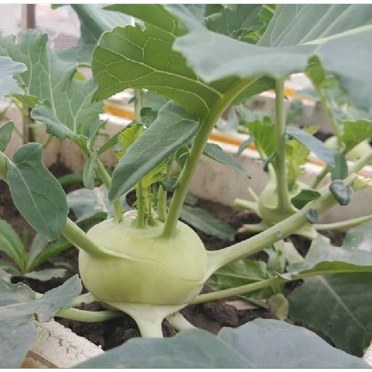 Combo 2 gói hạt giống củ su hào xanh dể trồng-gói 20 hạt/tặng kèm gói phân bón lót