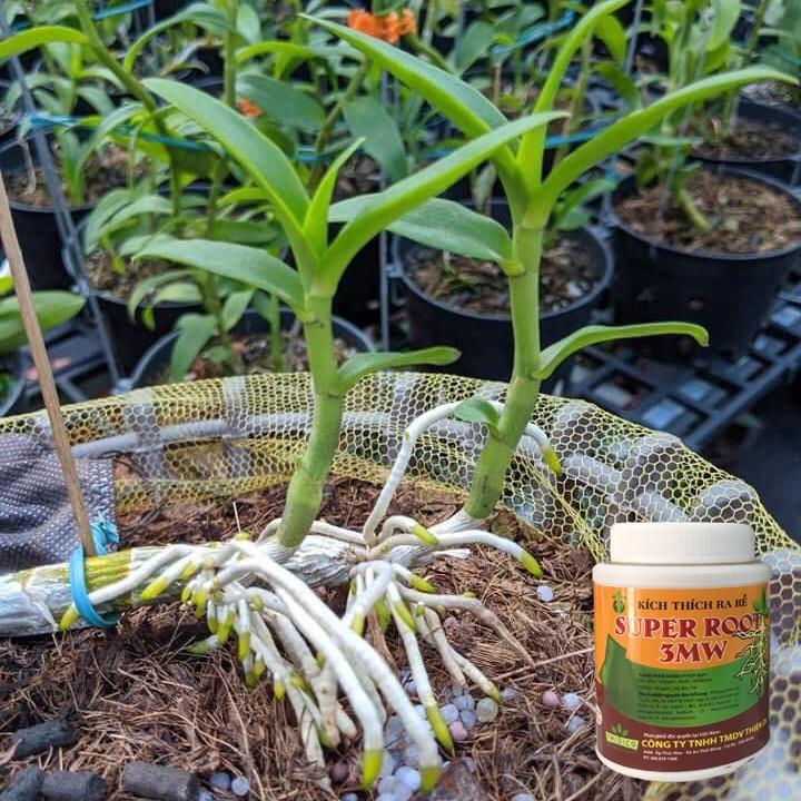 Phân bón lá kích thích ra rễ SUPER ROOT 3MW TD - chai 100 gram