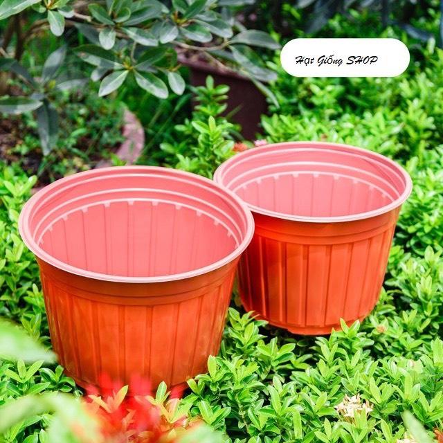 Chậu Nhựa Trồng Cây Hoa Siêu Bền