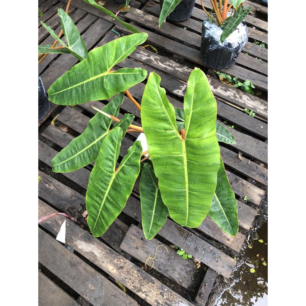 Chậu cây Hạc Cam trồng nơi có ít nắng