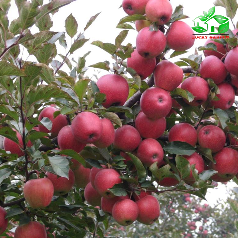 Cây Giống Táo đỏ lùn giống ghép cho quả sớm