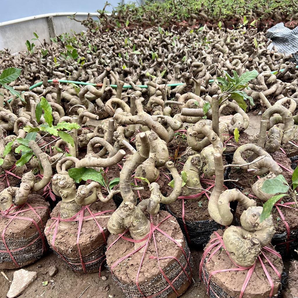 Cây lộc vừng phôi bonsai.